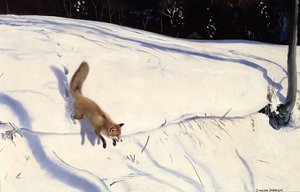 Fox leaping from a Snowy Bank