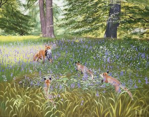 Foxes in Bluebells