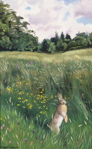 Hare in a Meadow