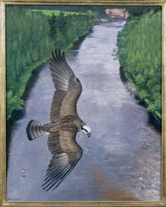 Osprey Fishing