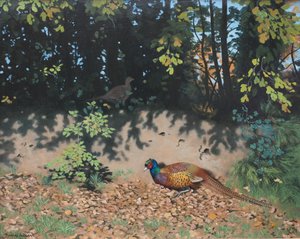 Pheasant Dusting in Autumn Sun