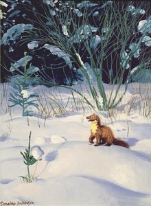 Pine Marten in Snow
