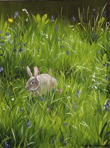 Rabbit