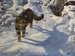 Scottish Wild Cat