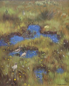 Snipe in Bog