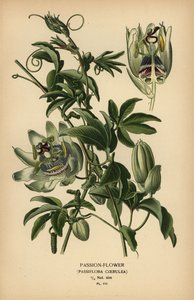 Blue passion-flower, Passiflora caerulea