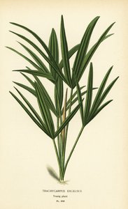 Broadleaf lady palm or bamboo palm, Rhapis excelsa (Trachycarpus excelsus). Chromolithograph from an illustration by Desire Bois from Edward Step