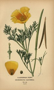 Californian poppy, Eschscholzia californica