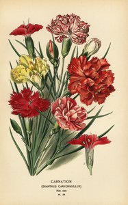 Carnation, Dianthus caryophyllus by Désiré Georges Jean Marie Bois