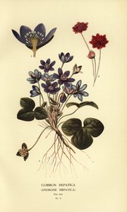 Common Hepatica by Désiré Georges Jean Marie Bois
