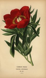 Common peony, Paeonia officinalis