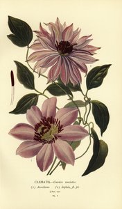 Garden Varieties of Clematis