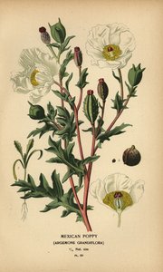 Mexican poppy, Argemone grandiflora by Désiré Georges Jean Marie Bois