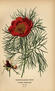 Narrow-leaved peony, Paeonia tenuifolia