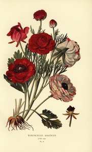 Persian Buttercups