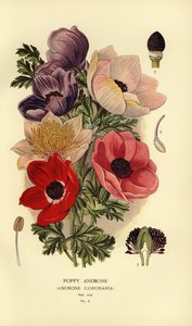 Poppy Anemones