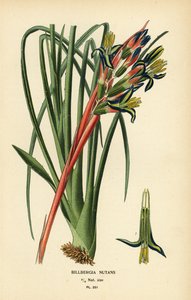 Queen’s Tears Plant, Billbergia nutans