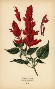 Scarlet Sage, Salvia splendens. Chromolithograph from an Illustration by Desire Bois from Edward Step’s Favourite Flowers of Garden and Greenhouse, Frederick Warne, London
