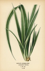Tahitian Screwpine, Pandanus tectorius (Veitch’s Screw-Pine, Pandanus veitchii)