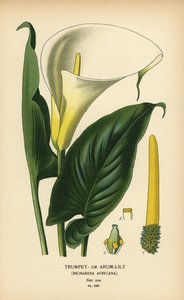 Trumpet Lily, Arum Lily or Calla Lily, Zantedeschia aethiopica (Richardia africana). Chromolithograph from an Illustration by Desire Bois from Edward Step’s Favourite Flowers of Garden and Greenhouse, Frederick Warne, London