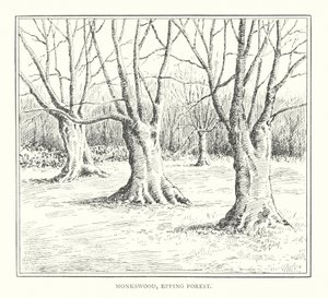 Monkswood, Epping Forest by Duncan Moul