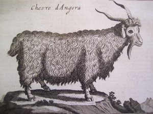 Angora goat, from Relation dun Voyage du Levant by Joseph Pitton de Tournefort, Amsterdam, 1718