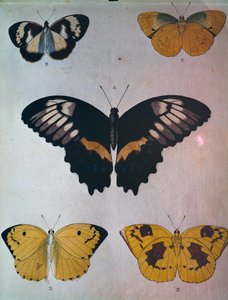 Butterflies