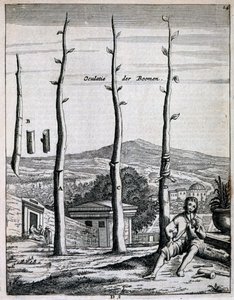 Fruit trees, from De Nederlandze Hesperides by Jan Commelin, published 1676 by Dutch School
