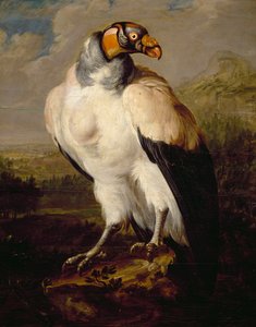 King Vulture by Dutch School