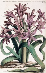 Lillio-Narcissus