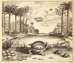 Turtle Eggs Hatching, from China Illustrated by Athanasius Kircher, 1667 by Dutch School
