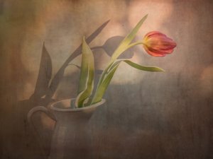 Warm Tulip Shadows by EDUARDO LLERANDI