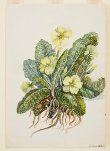 Primula vulgaris Huds Primrose