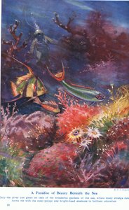 A Paradise of Beauty Beneath the Sea, Illustration from 