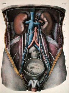The kidneys and bladder, plate from 