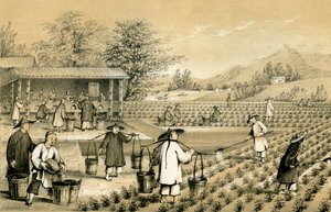 Culture and Preparation of Tea, China, 1847 by E Gilks