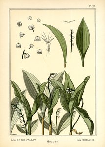 The Lily of the Valley by E. Hervegh
