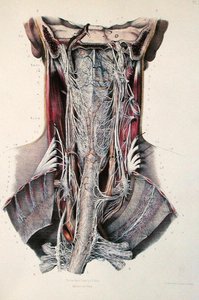 Cross-section of the Neck, Plate from 