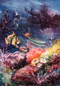 A Paradise of Beauty Beneath the Sea