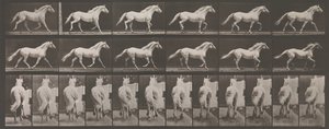 Animal Locomotion. An Electro-Photographic Investigation of Consecutive Phases of Animal Movement by Eadweard Muybridge
