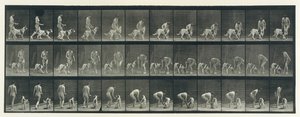 Animal Locomotion. An Electro-Photographic Investigation of Consecutive Phases of Animal by Eadweard Muybridge