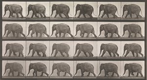 Animal Locomotion. An Electro-Photographic Investigation of Consecutive Phases of Animal, 1880s by Eadweard Muybridge