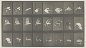 Animal Locomotion, Plate 758, 1887 by Eadweard Muybridge