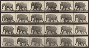 Plate Number 733. Elephant walking, 1887 by Eadweard Muybridge
