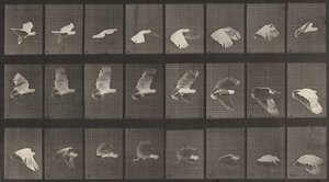Cockatoo Flying (Plate Number 758) by Eadweard Muybridge
