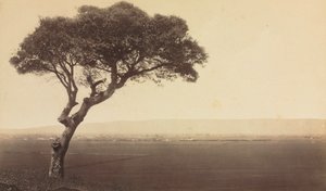 Untitled (Landscape near Watsonville, California)