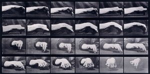 A Motion Study of a Hand by Eadweard Muybridge