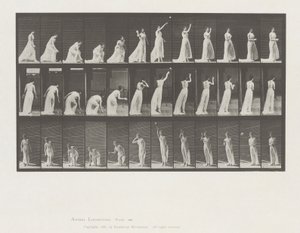 Animal Locomotion, Plate 305 by Eadweard Muybridge