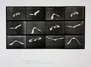 Bird in Flight, plate 762 from 