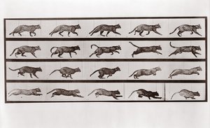 Cat Trotting and Galloping, Plate 717 from Animal Locomotion